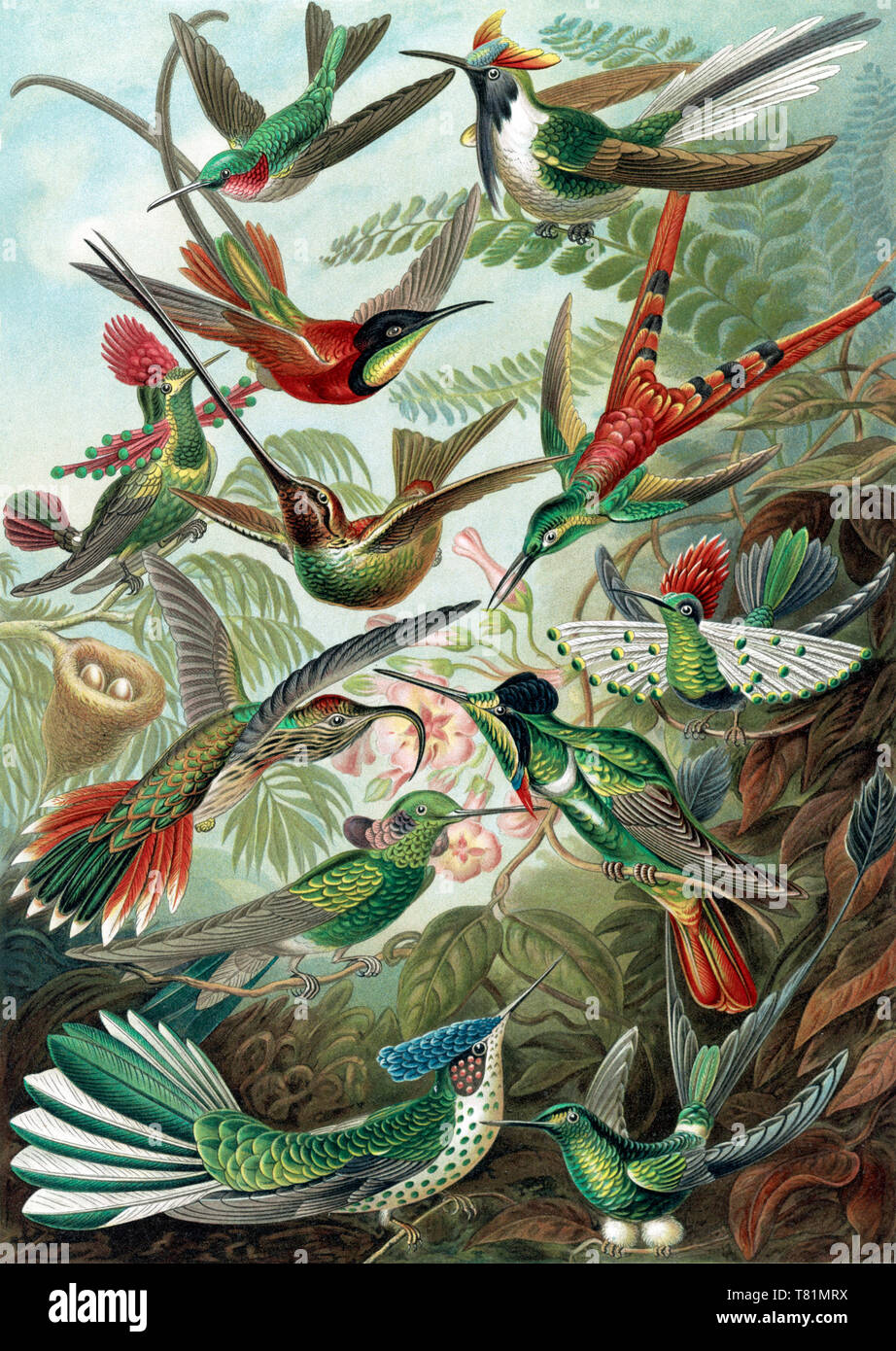 Ernst Haeckel, Trochilidae, colibrì Foto Stock