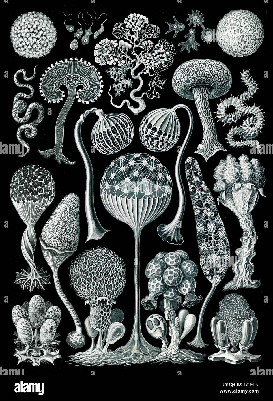 Ernst Haeckel, Mycetozoa, limo stampi Foto Stock