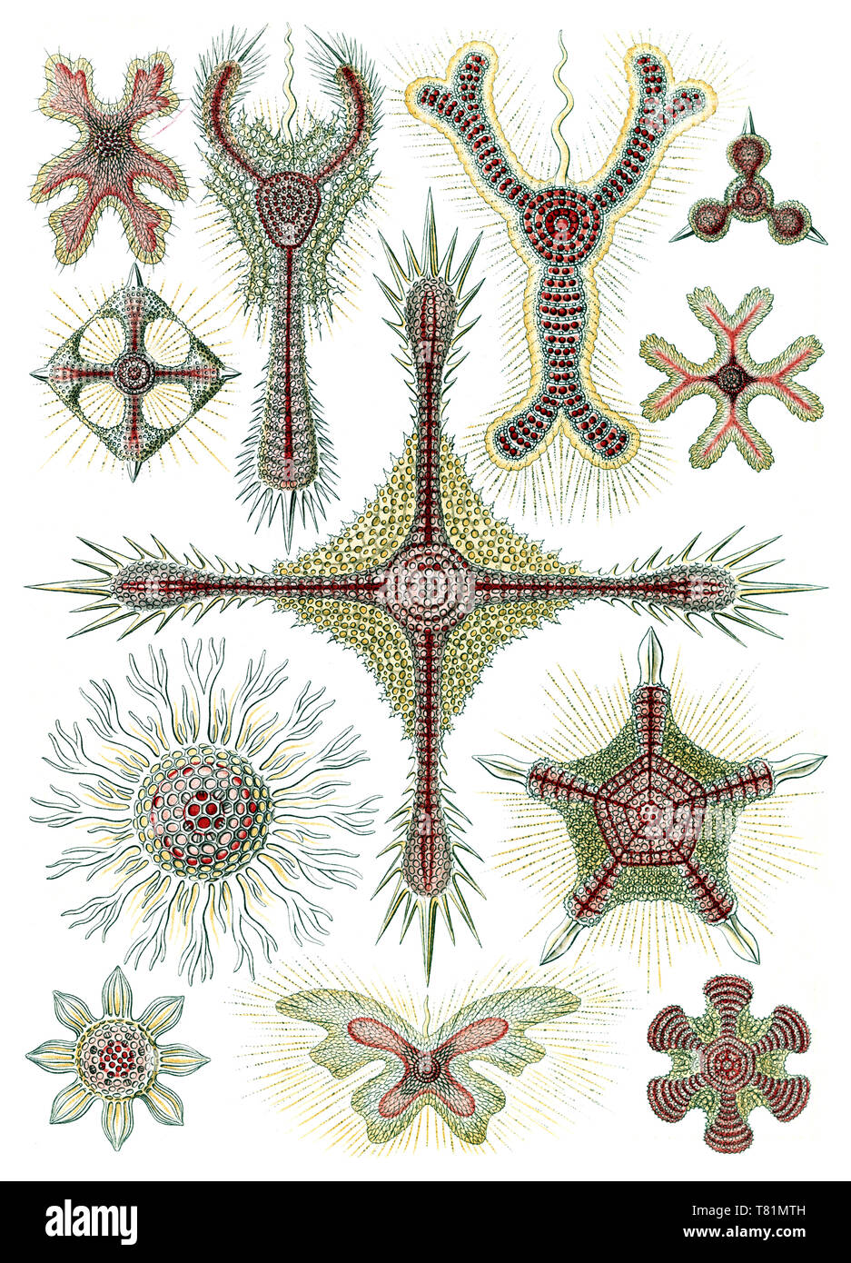 Ernst Haeckel, invertebrati marini Foto Stock