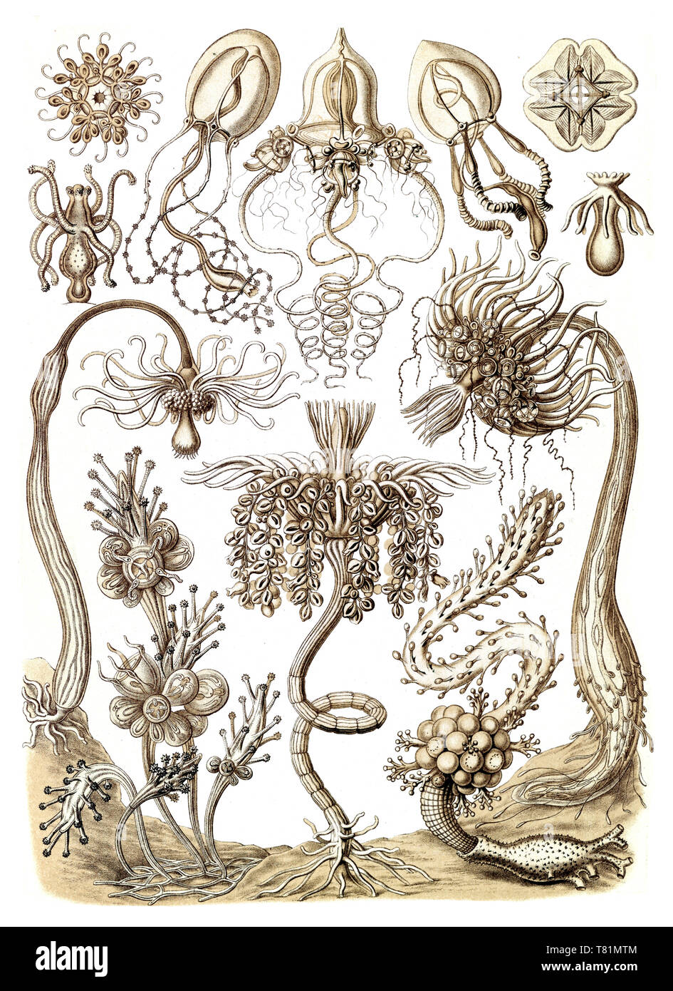 Ernst Haeckel, Tubularia, Hydroids Foto Stock