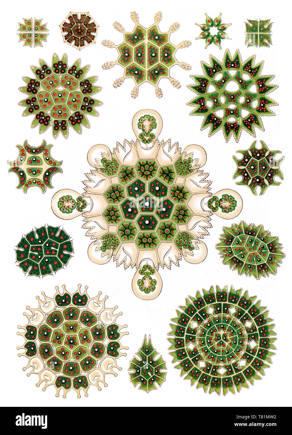 Ernst Haeckel, Pediastrum, le Alghe verdi Foto Stock