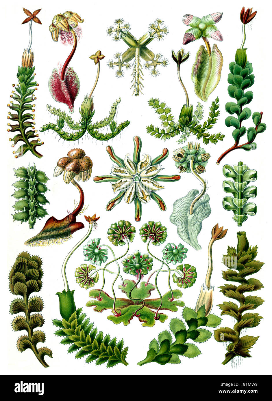 Ernst Haeckel, Marchantiophyta, epatiche Foto Stock