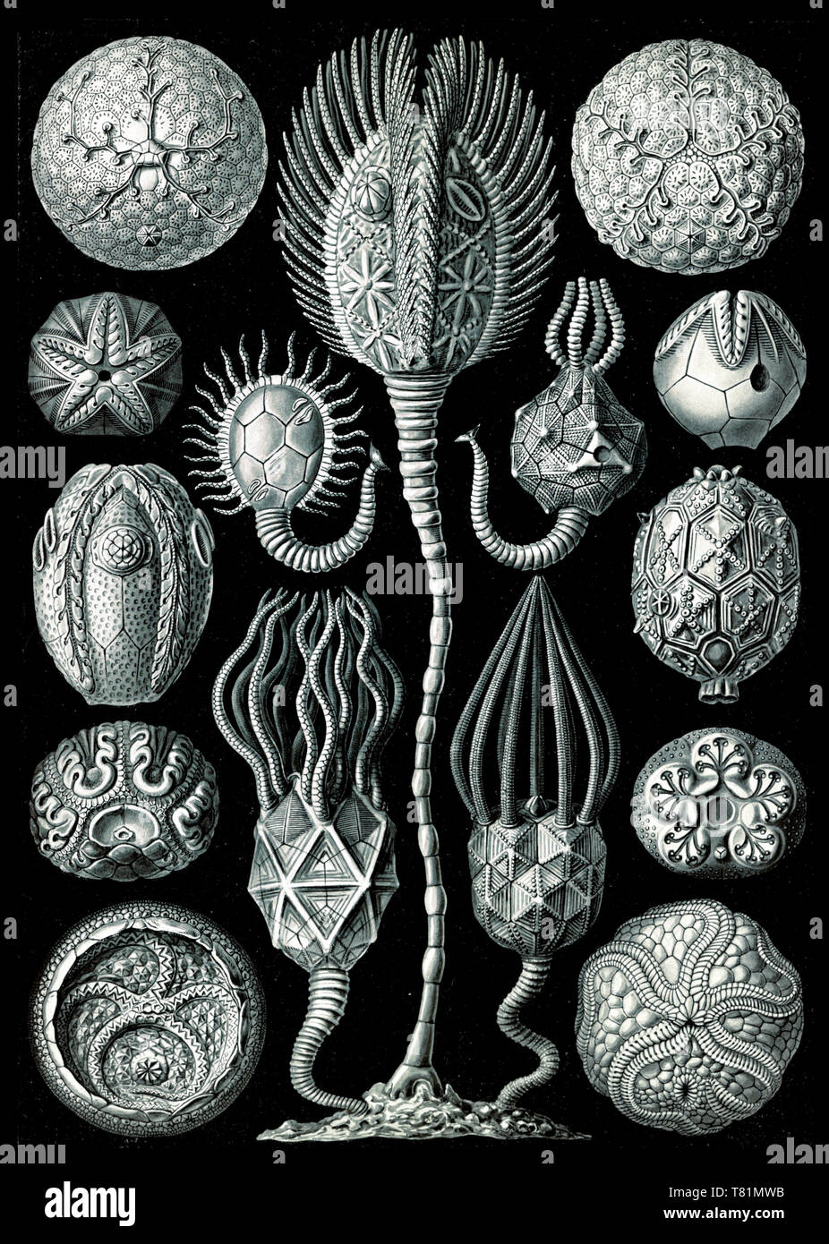 Ernst Haeckel, Cystoidea, estinto Echinodermi Foto Stock