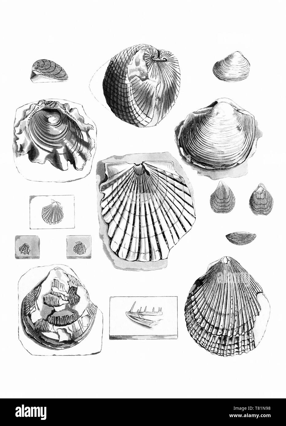 Fossili di molluschi bivalvi e di brachiopodi Foto Stock