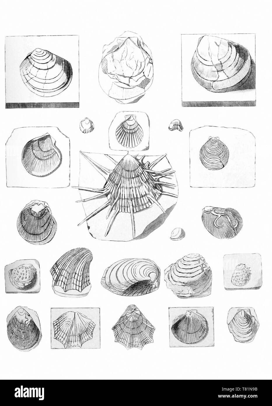 Fossil vongole e capesante Foto Stock