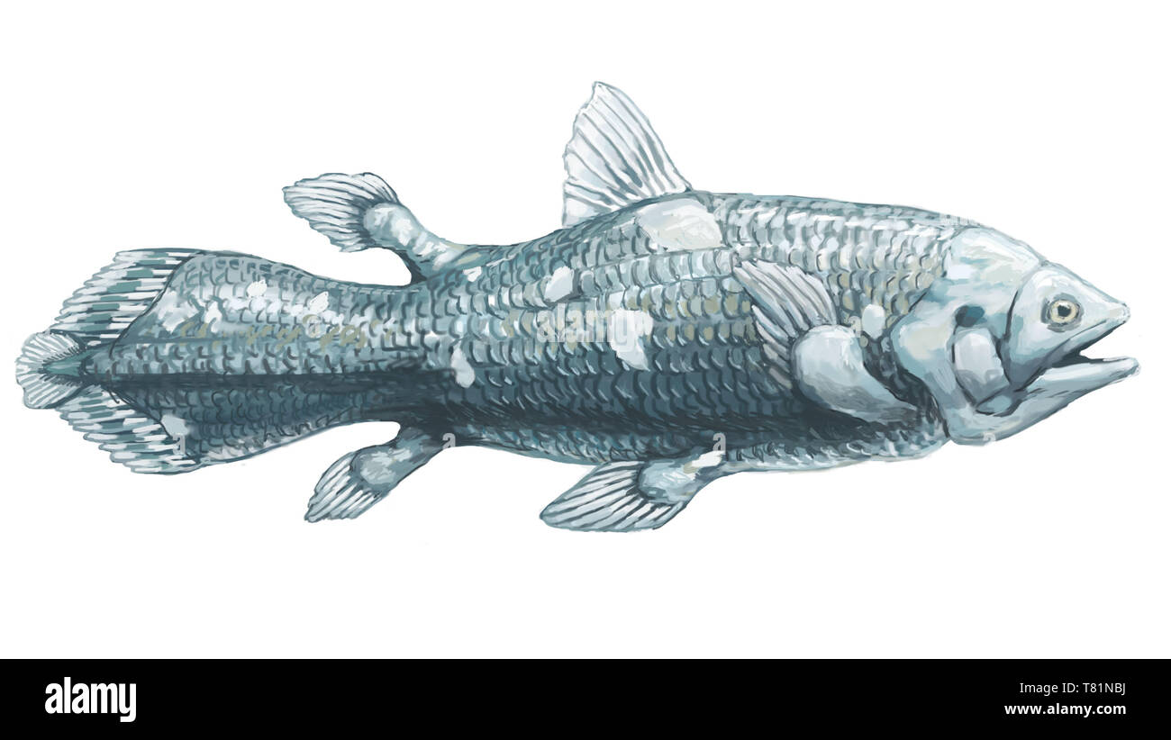 Esemplare di Coelacanthus, illustrazione Foto Stock