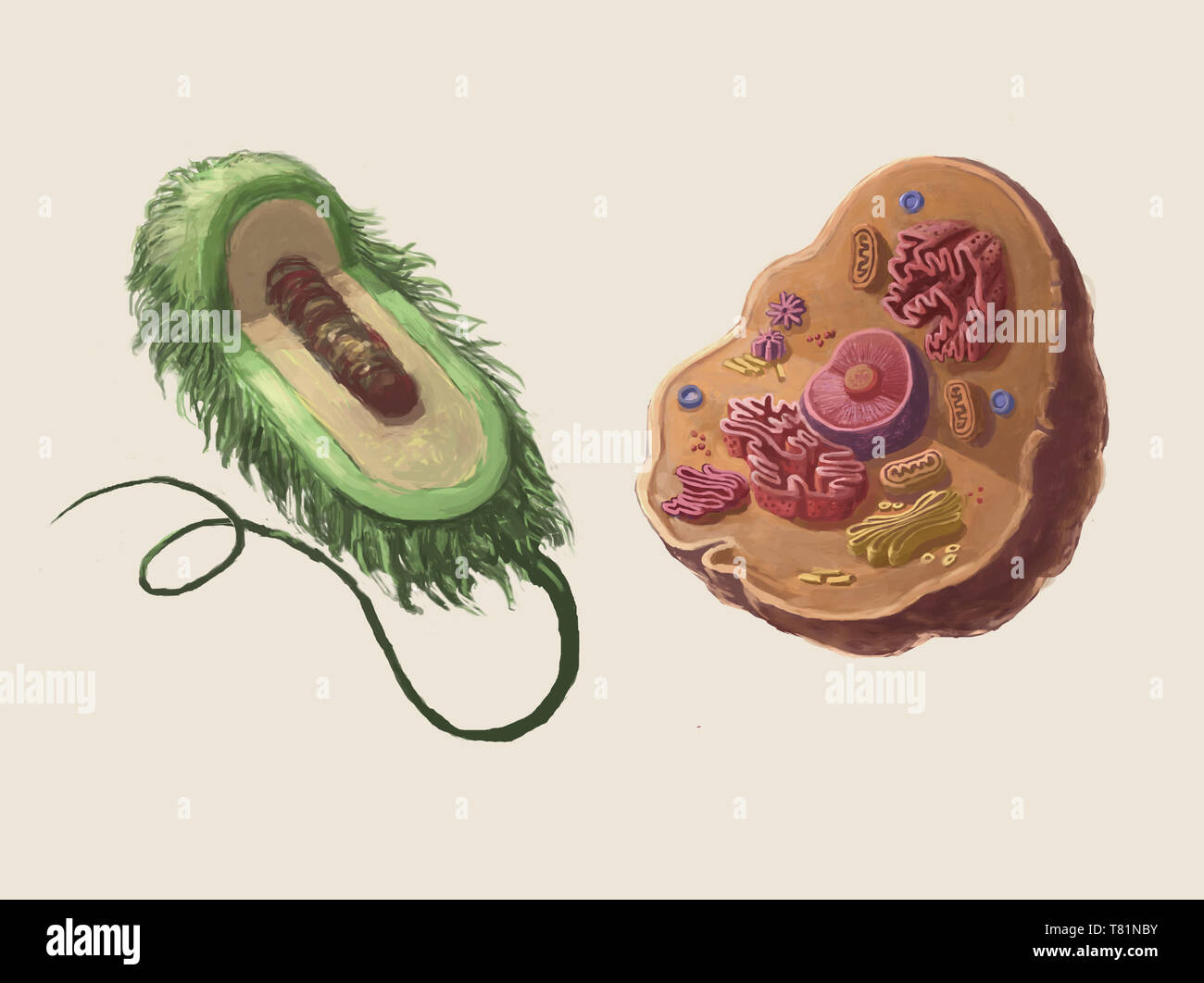Cellule procariotiche e eucariotiche, illustrazione Foto Stock