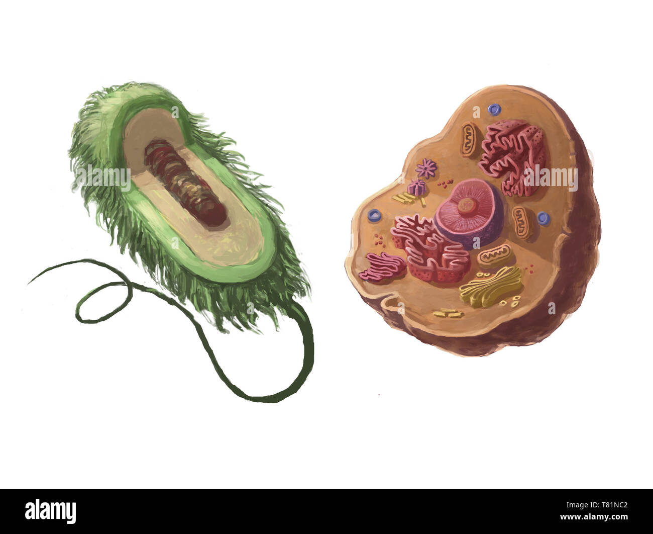 Cellule procariotiche e eucariotiche, illustrazione Foto Stock