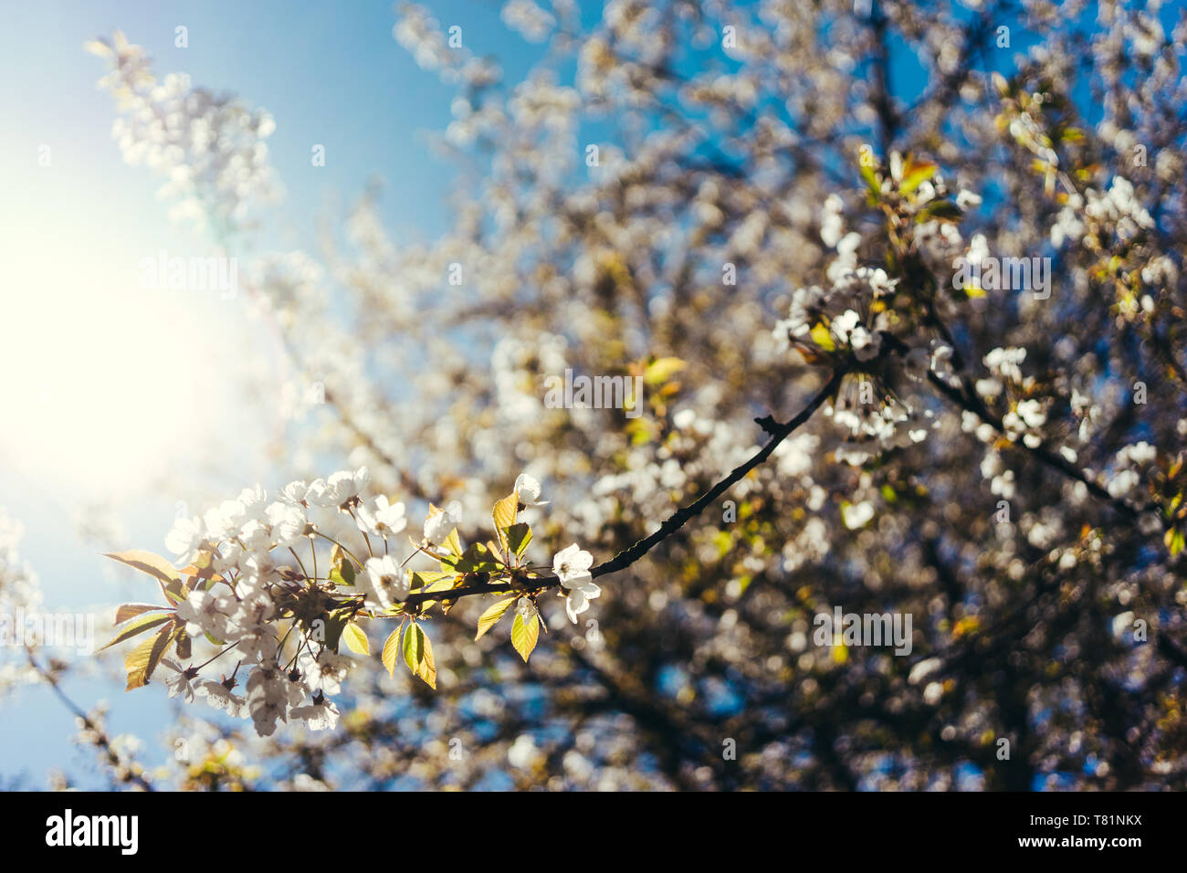 Wild Cherry Tree con fiori bianchi contro il cielo blu e sole Foto Stock