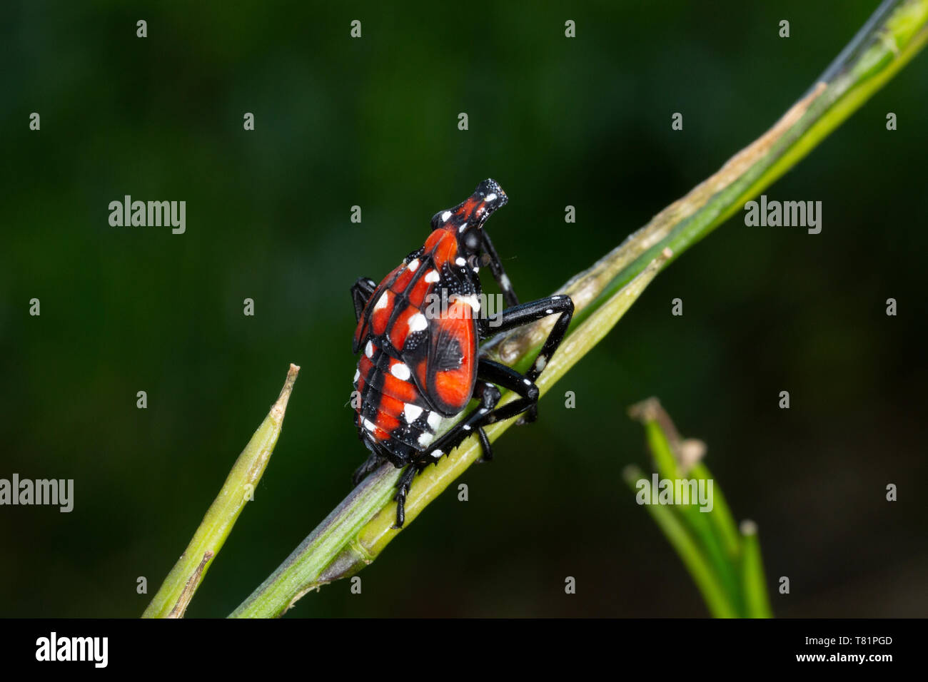 Avvistato Lanternfly Ninfa Foto Stock