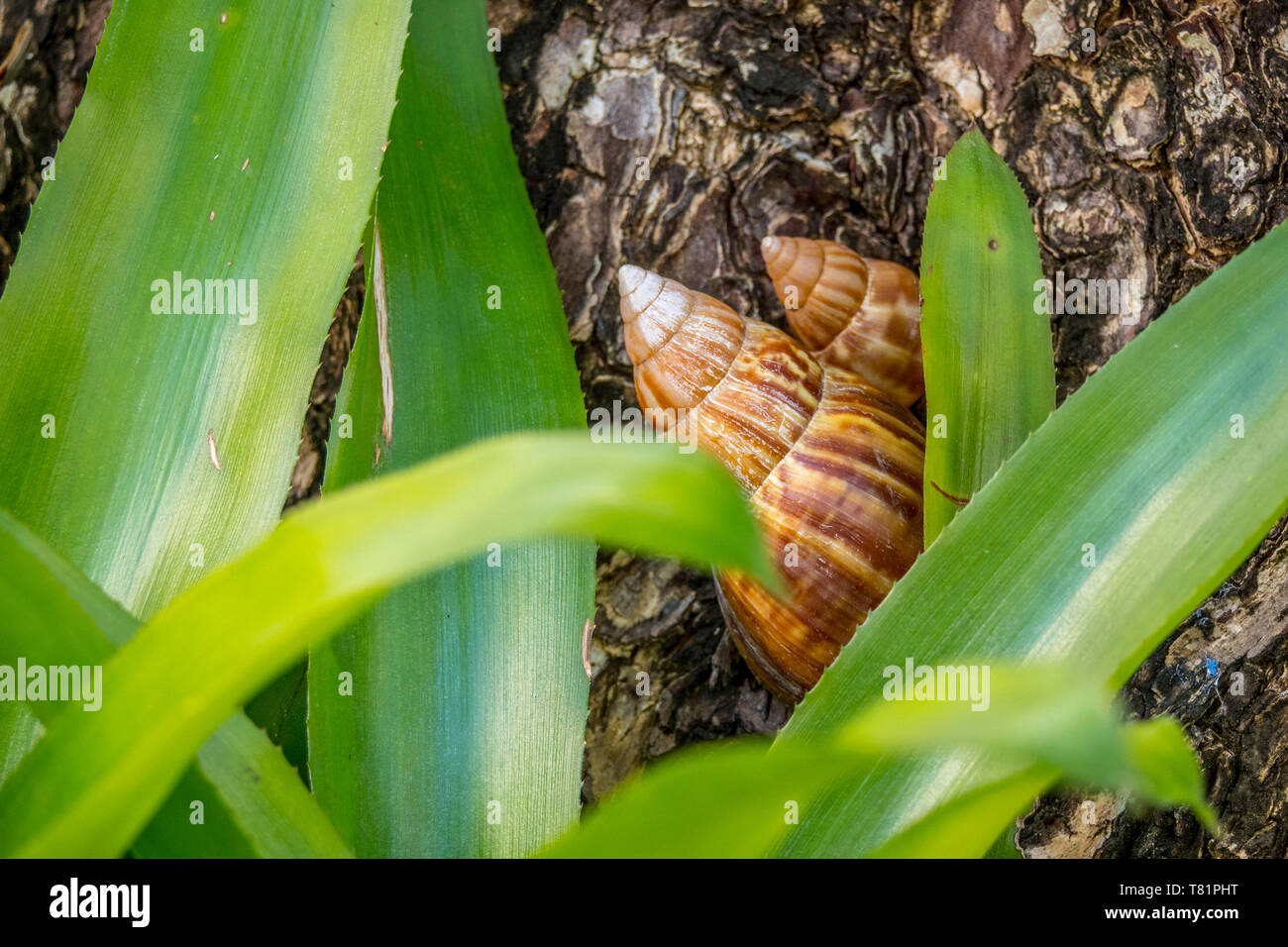 Gigante lumache africane in Puerto Rico Foto Stock