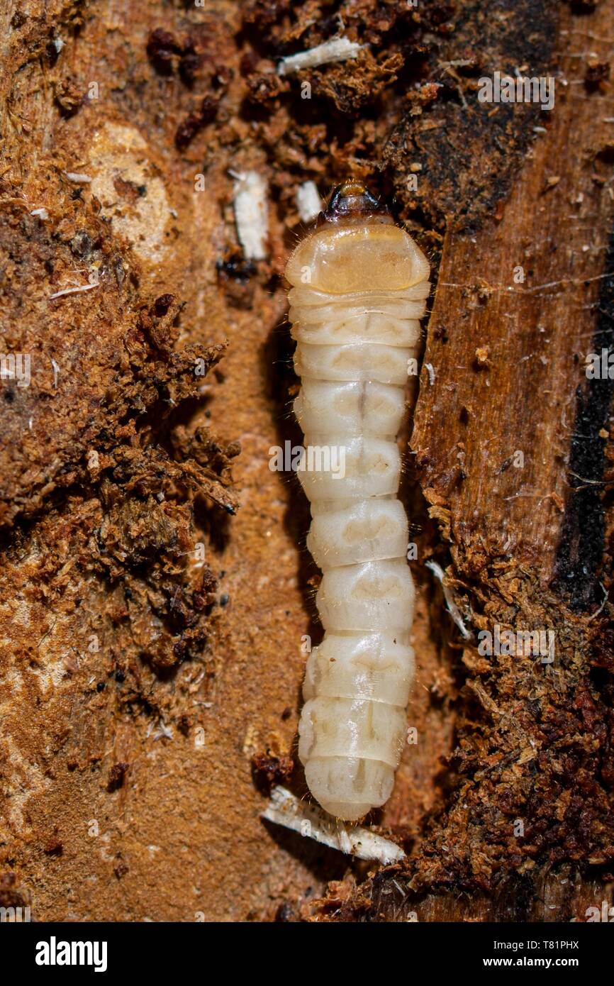 Beetle Larva Foto Stock