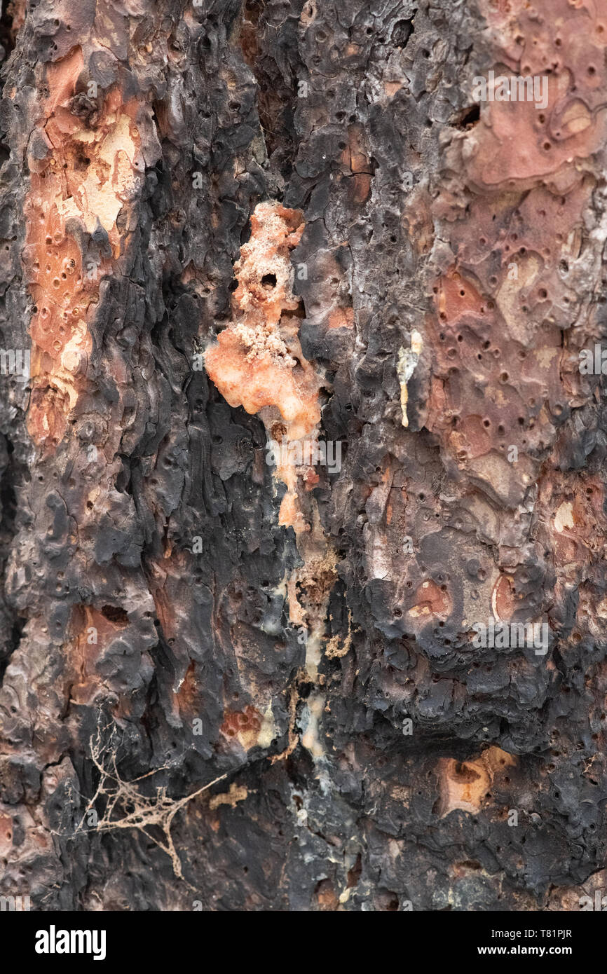 Beetle fori in legno di pino Foto Stock