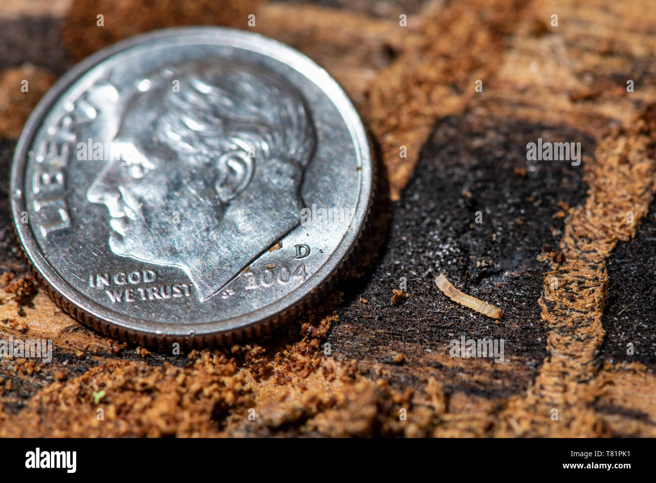 Beetle Larva nella Ponderosa Pine Foto Stock