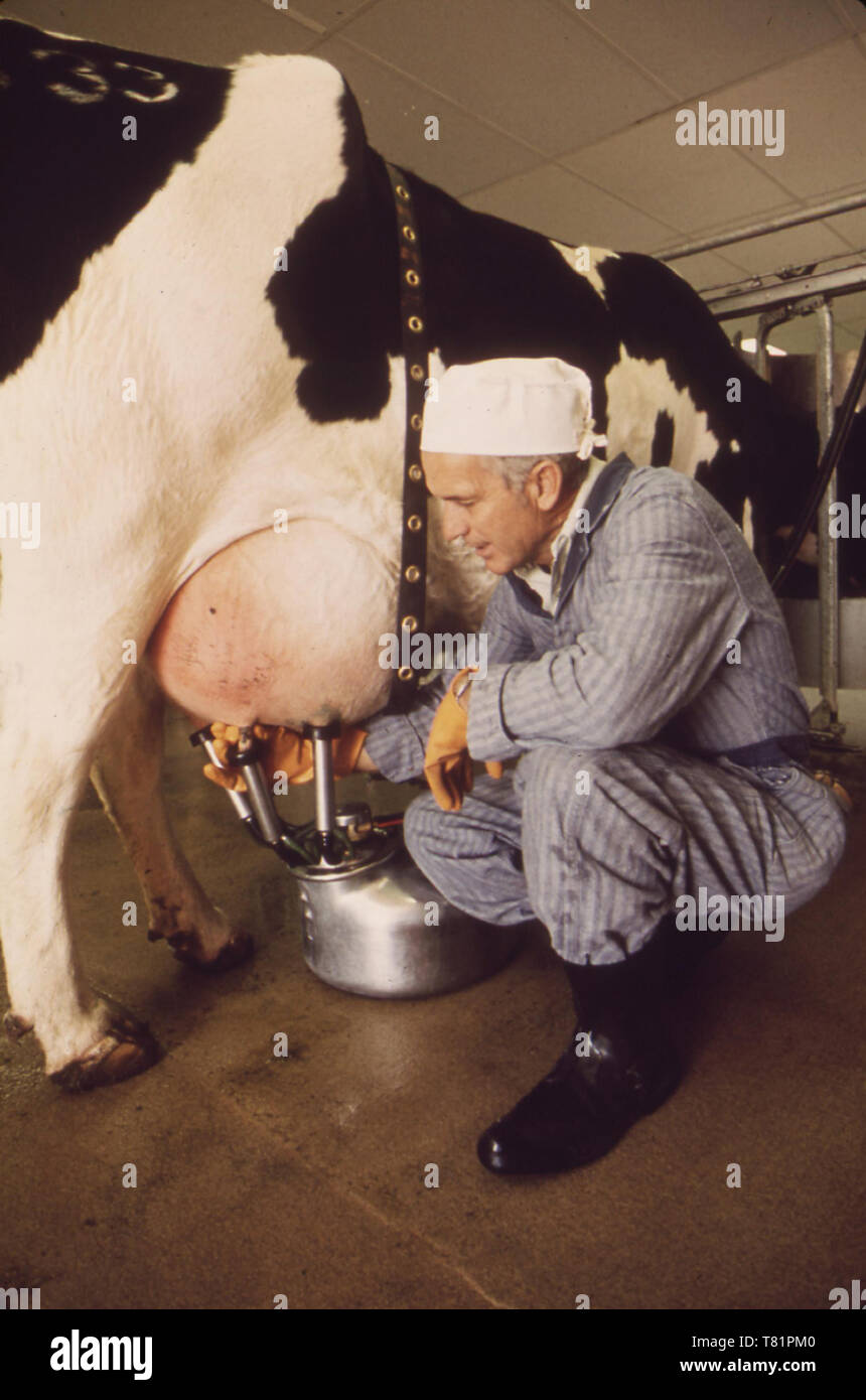 EPA Centro Nazionale Ricerche, la mungitura mucca, 1972 Foto Stock