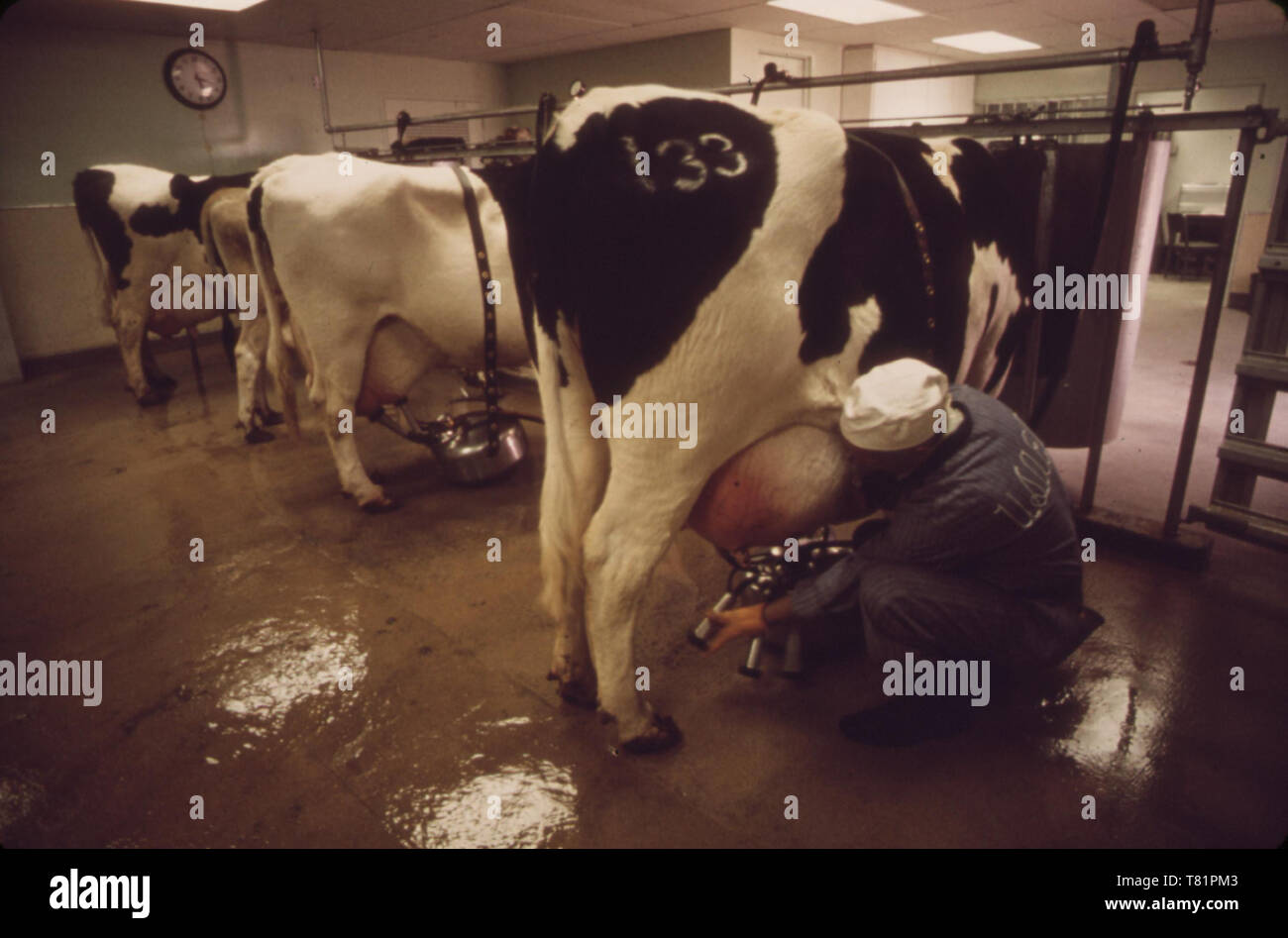 EPA Centro Nazionale Ricerche, la mungitura mucca, 1972 Foto Stock