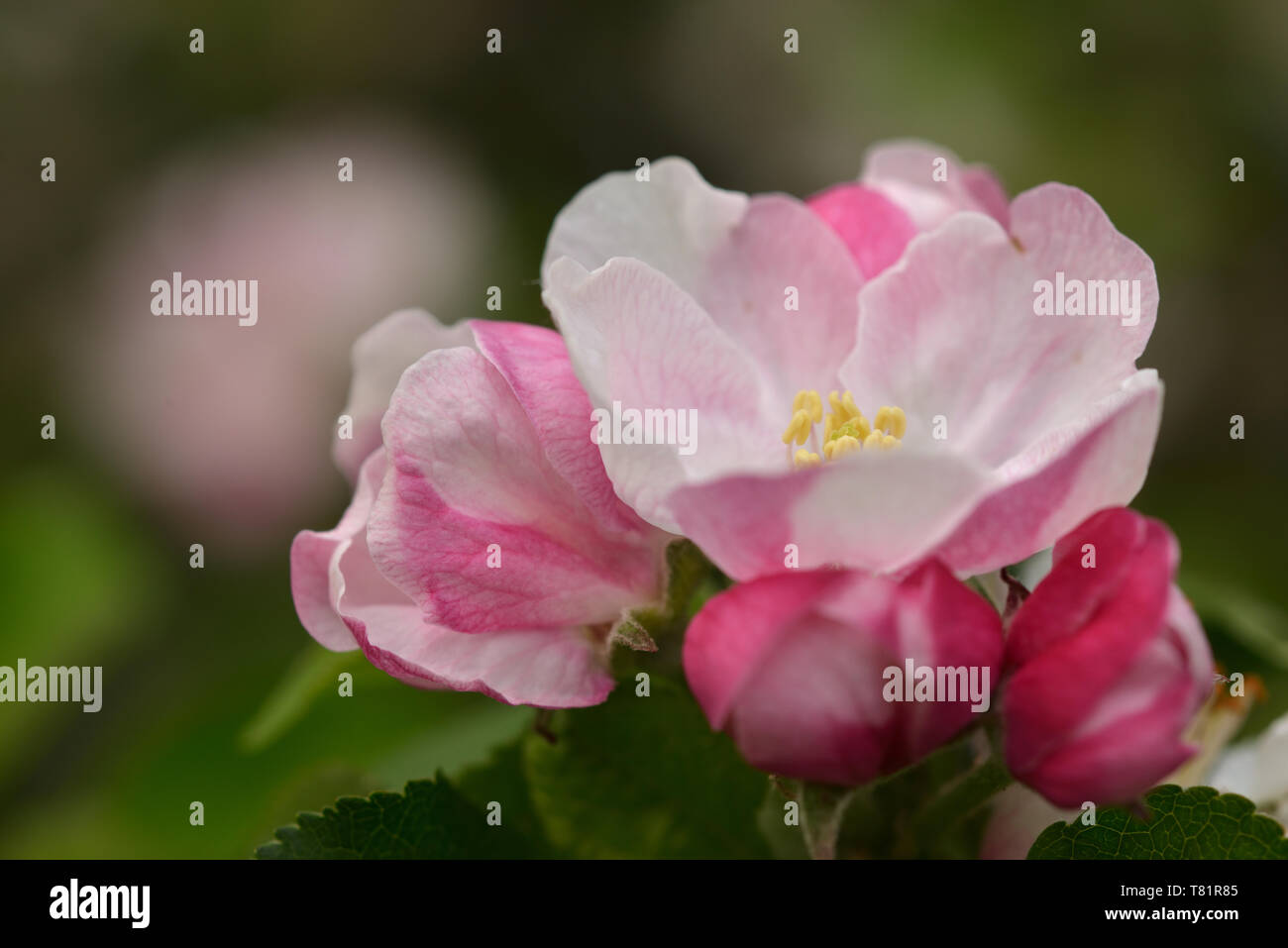 Il blossum di Bramley Apple Tree (malus domestica) nel mio giardino. Foto Stock