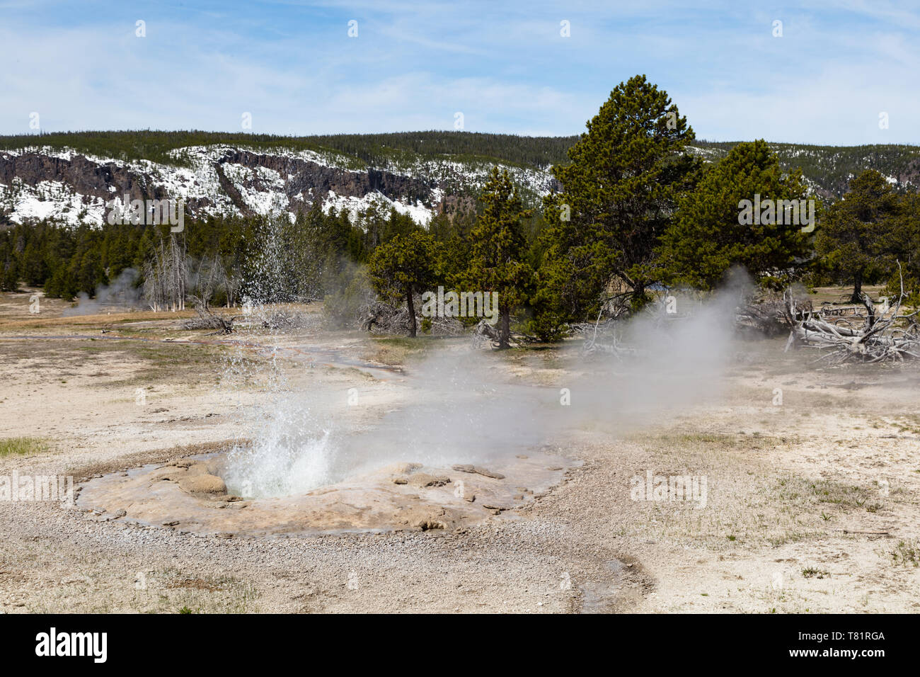 Bulger Geyser, Yellowstone Foto Stock