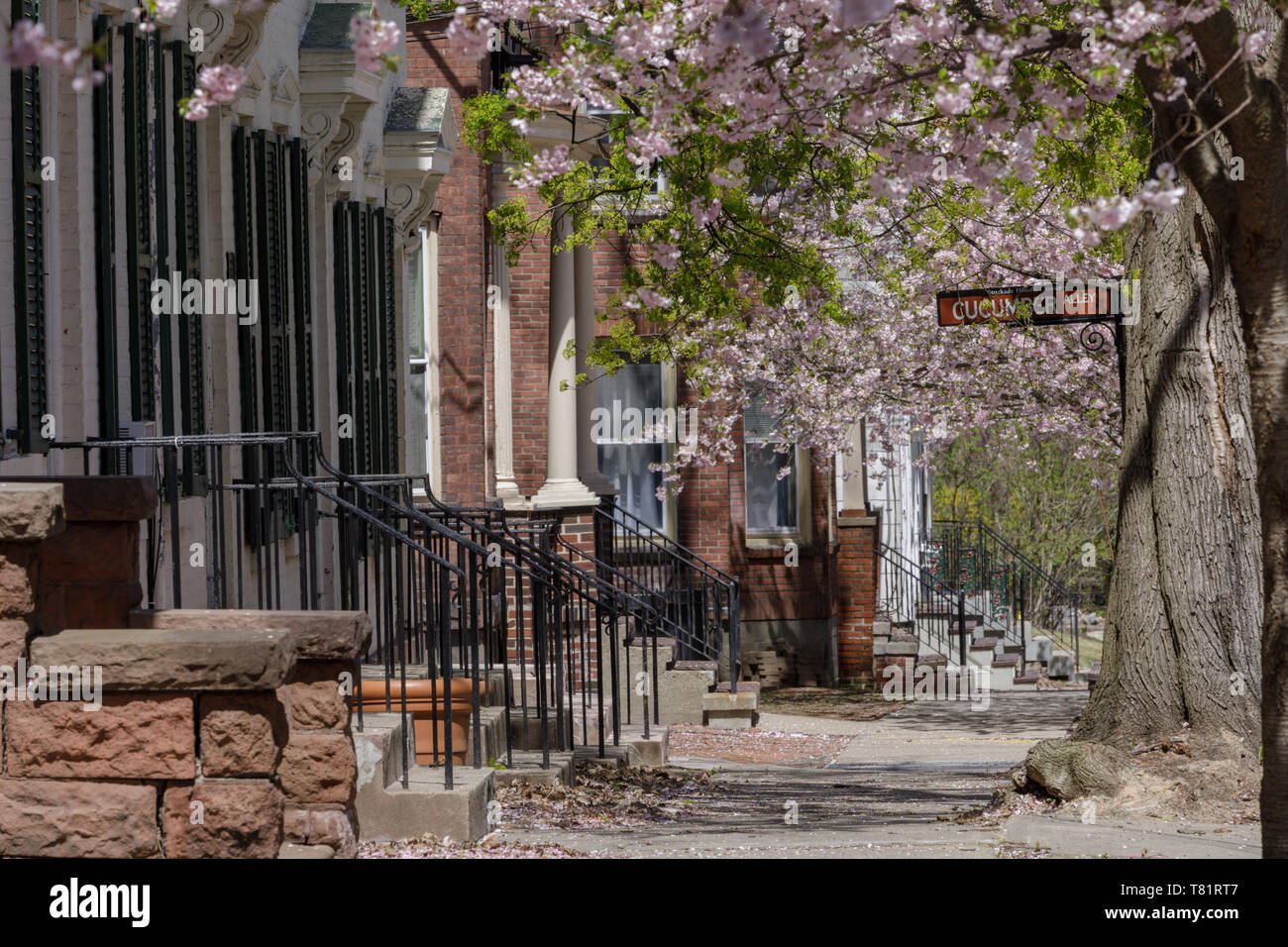 Fiori di Ciliegio, storico quartiere Stockade, Schenectady, New York. Foto Stock
