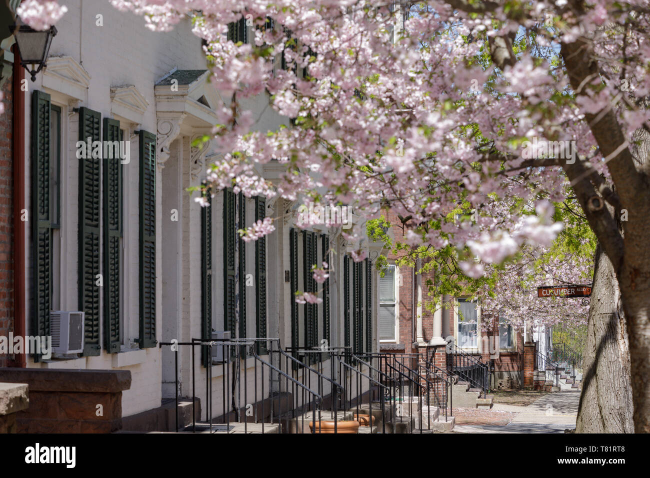 Fiori di Ciliegio, storico quartiere Stockade, Schenectady, New York. Foto Stock