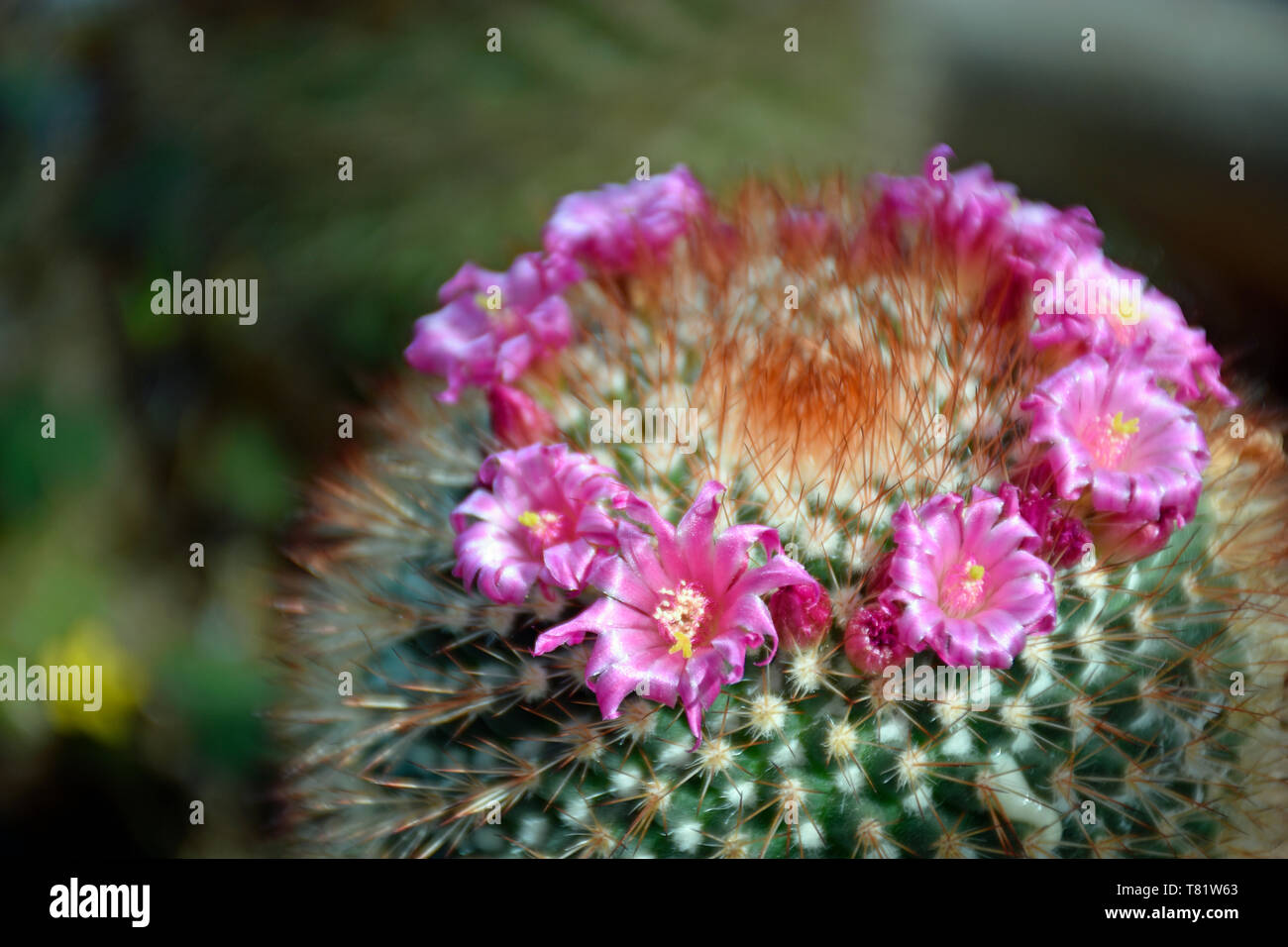 Spinoso Cactus Pin-Cushion dal Messico Centrale Foto Stock