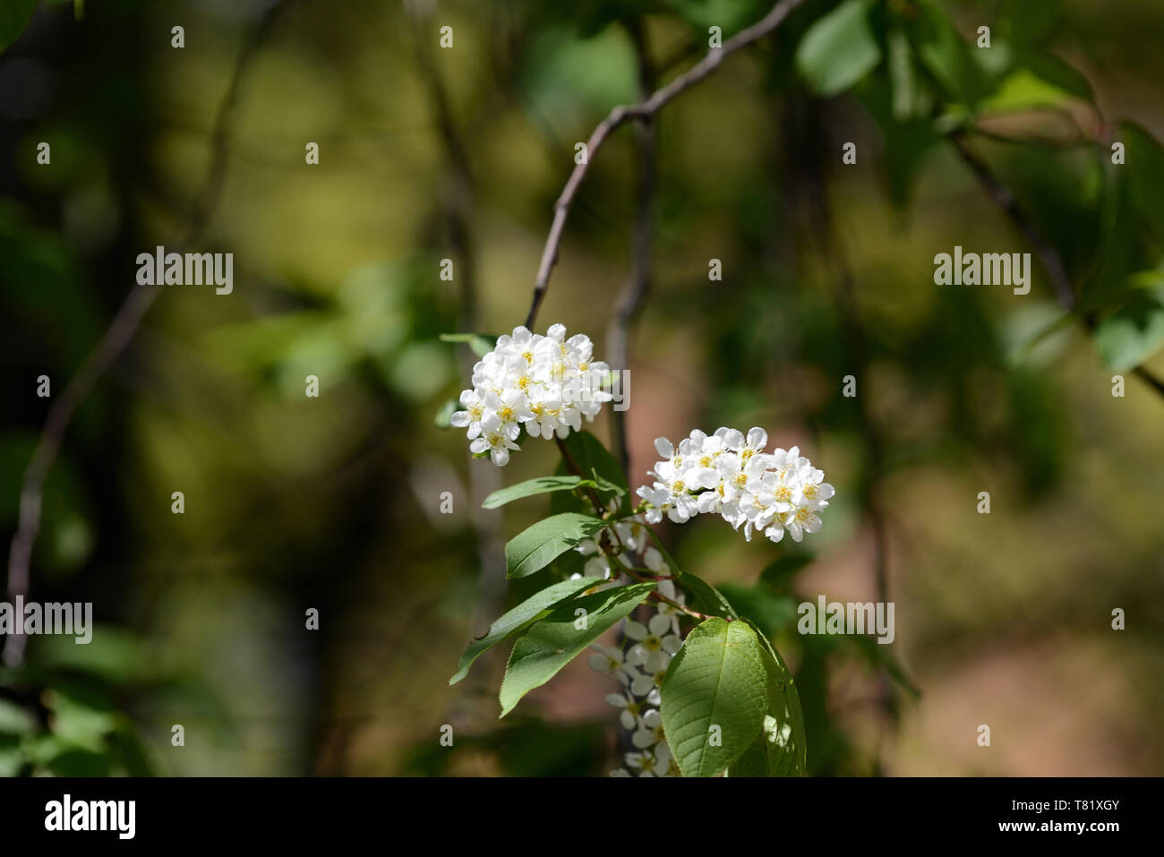 Bellissimi fiori bianchi sui rami di ciliegio degli uccelli in una limpida giornata di primavera Foto Stock