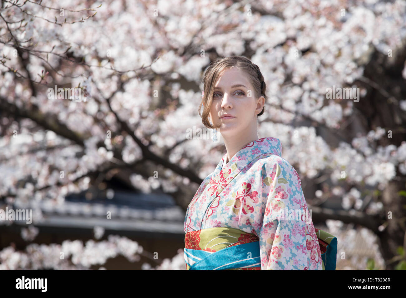 Fiori di Ciliegio in Kyoto Gion Foto Stock