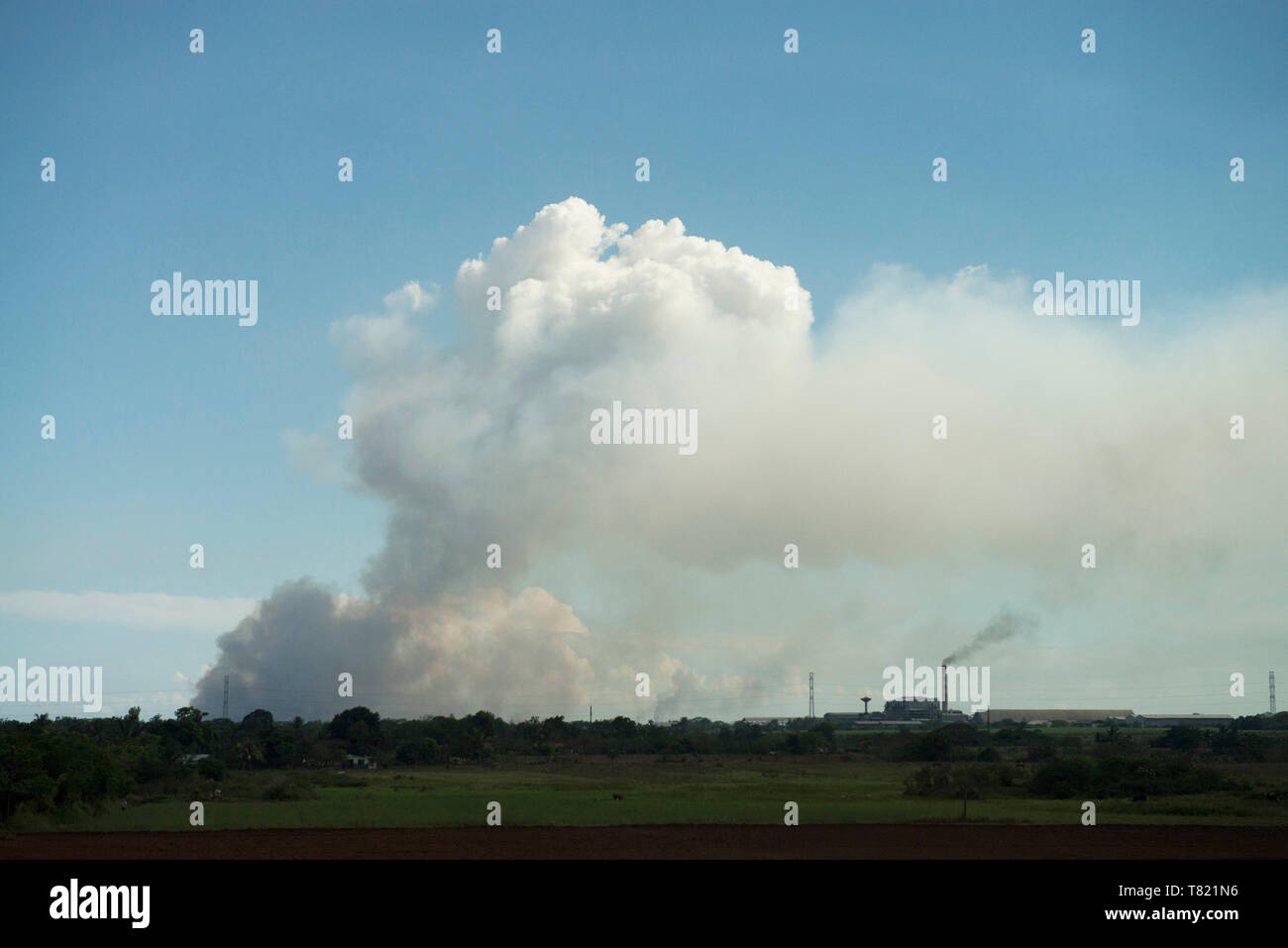 Bruciando la canna da zucchero a Cuba,tutti parte dell'agricoltura per lo zucchero per cancellare per re crescente Foto Stock
