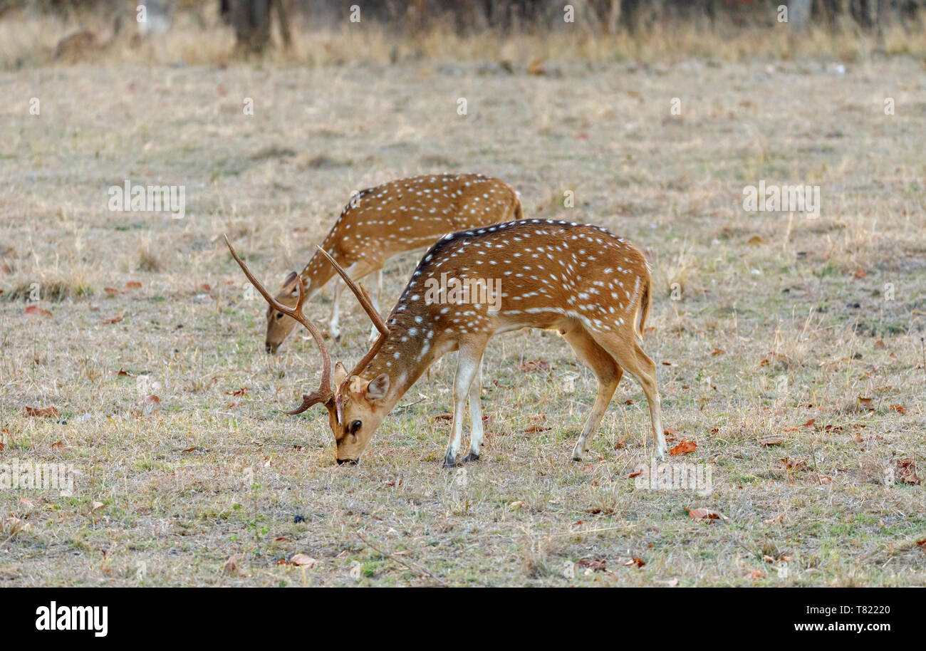 Avvistato cervi o chital (asse asse) in Satpura riserva della tigre (Satpura Parco Nazionale), il Madhya Pradesh in India centrale, feste di addio al celibato e il DOE pascolo pacificamente Foto Stock