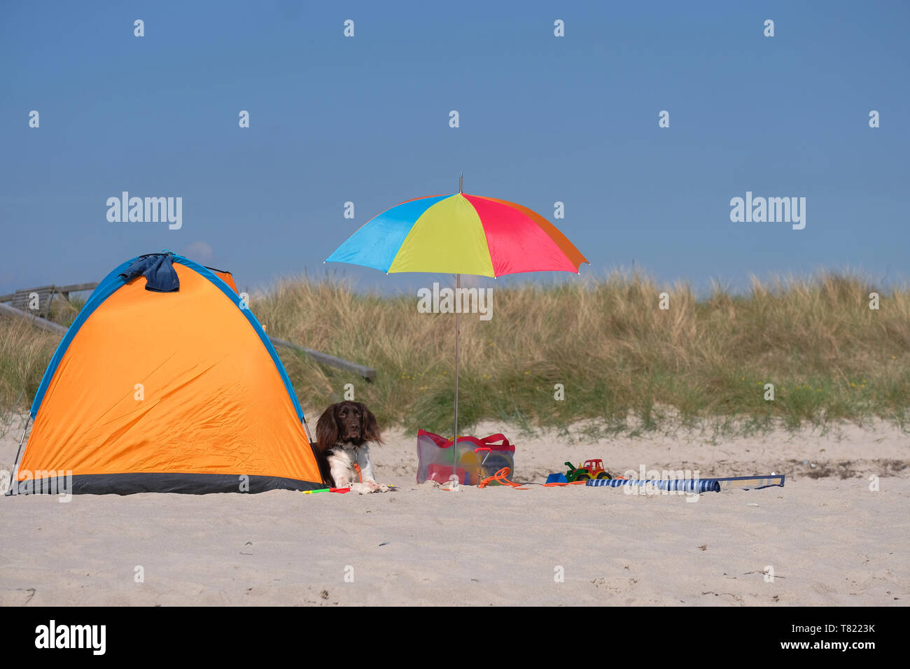 Cane sdraiati sotto l ombrello multicolore sulla spiaggia di sabbia bianca accanto a una tenda di colore giallo. Vacanza con un cane. Foto Stock