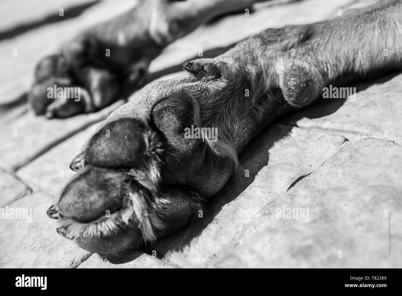 Zampa del cane dettaglio B/W Foto Stock