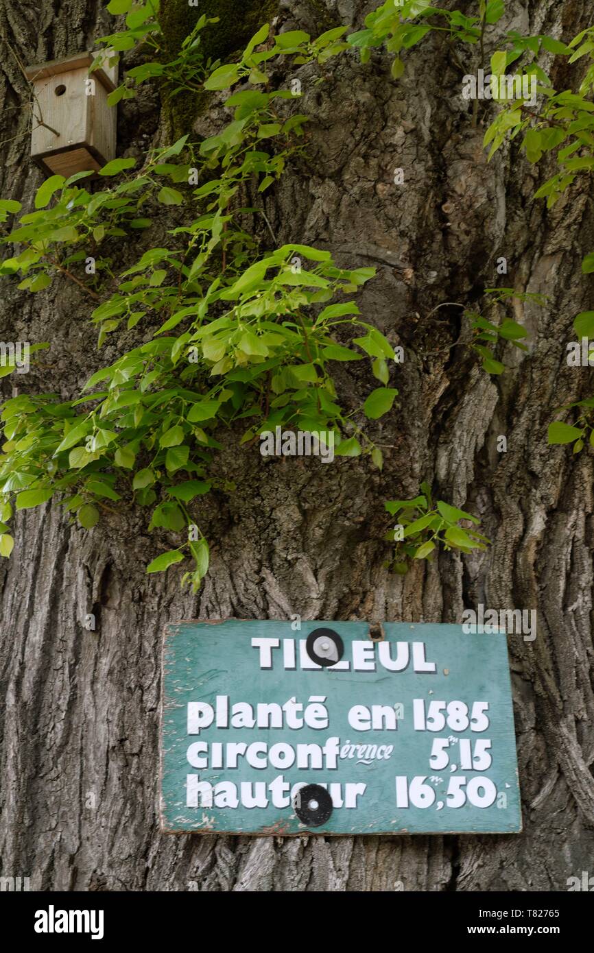 Francia, Giura, Beaufort, quadrato, calce albero piantato nel 1585, denominata Arbre Remarquable de France, tronco, pannello Foto Stock