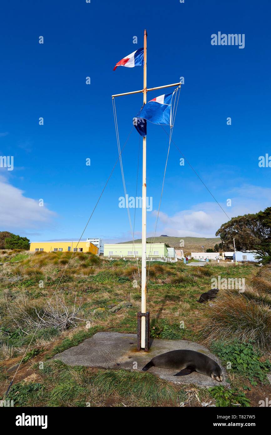 Francia, Oceano Indiano, Terre australi e antartiche francesi, isola di Amsterdam, la stazione permanente di Martin de Vivies, bandiera su un montante di sollevamento con un sub antartiche pelliccia sigillo (Arctocephalus tropicalis) Foto Stock
