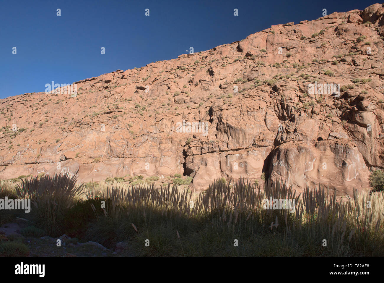 Coda di volpe e la luna piena nel Gautin canyon, il Deserto di Atacama, Cile Foto Stock