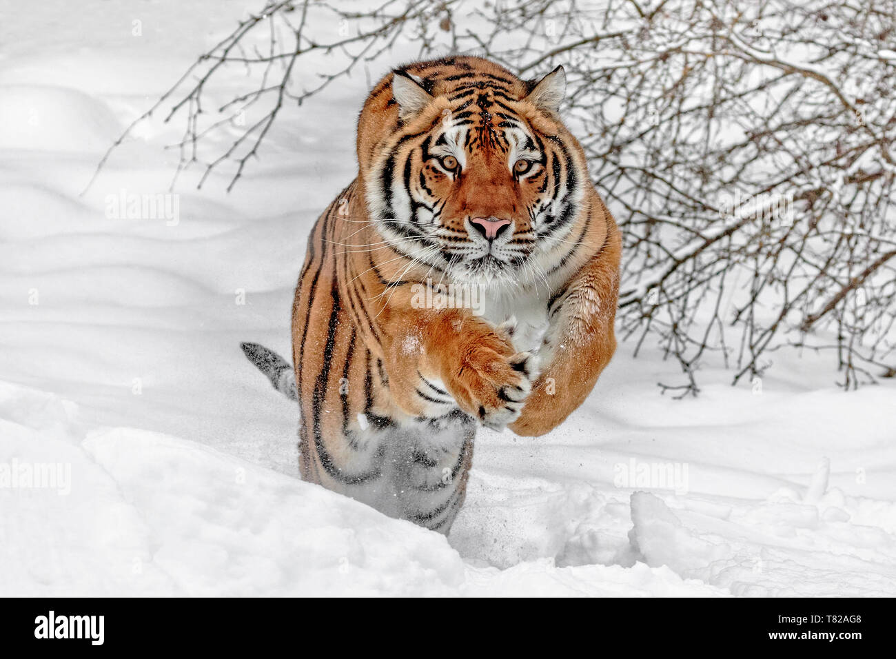 La tigre è il più grande dei gatti grandi e può essere a 11 ft e fino a 670 libbre. Si tratta di un Siberiano è il più grande dei grandi felini. Foto Stock