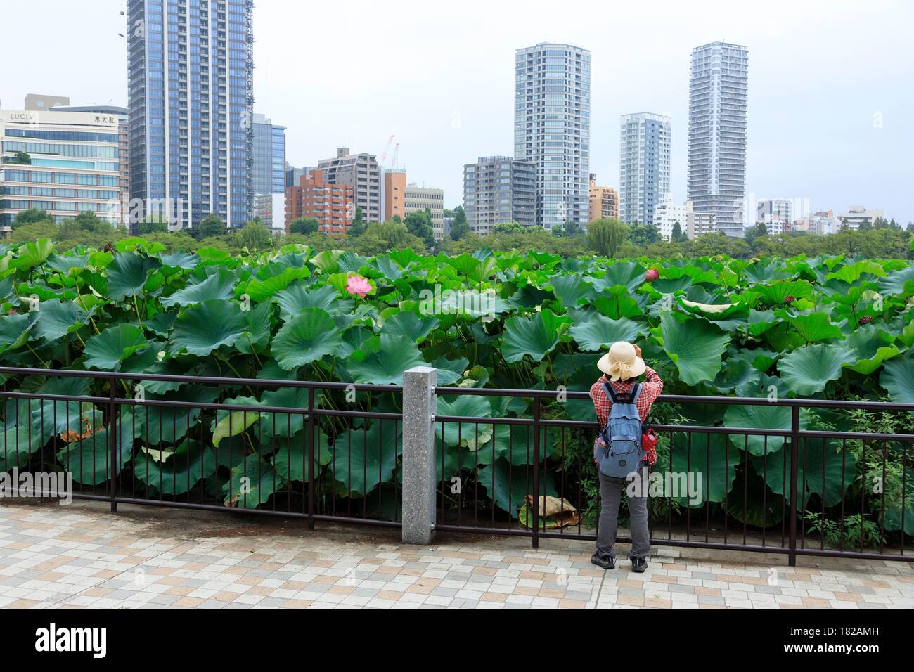 Giappone, isola di Honshu, Tokyo, Taito District, Ueno Ward, il Parco Ueno Shinobazu Pond, lotus Foto Stock