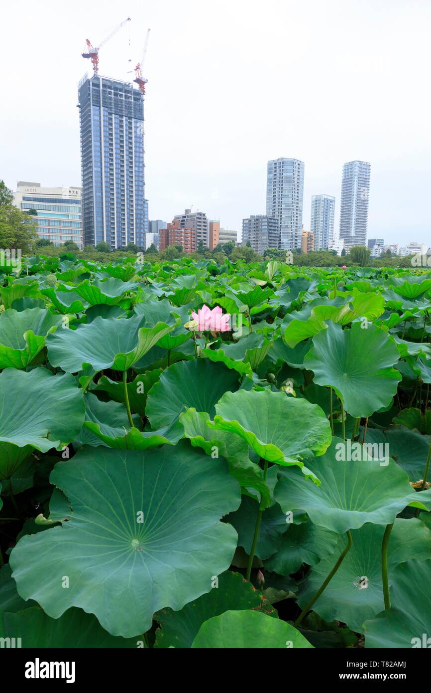 Giappone, isola di Honshu, Tokyo, Taito District, Ueno Ward, il Parco Ueno Shinobazu Pond, lotus Foto Stock