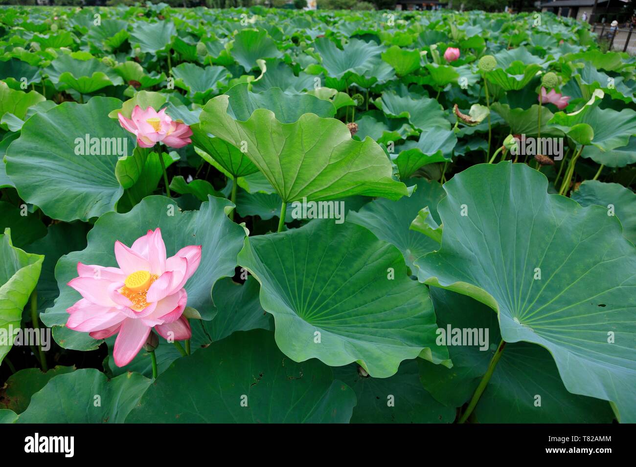 Giappone, isola di Honshu, Tokyo, Taito District, Ueno Ward, il Parco Ueno Shinobazu Pond, lotus Foto Stock