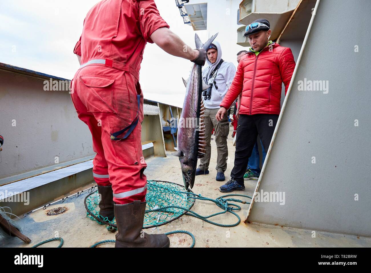 Francia, Oceano Indiano, Terre australi e antartiche francesi, Amsterdam isola, a bordo della Marion Dufresne (alimentazione nave di Terre Australi e Antartiche francesi) all'ancoraggio di un marinaio la pesca un barracuda (Sphyraena) Foto Stock