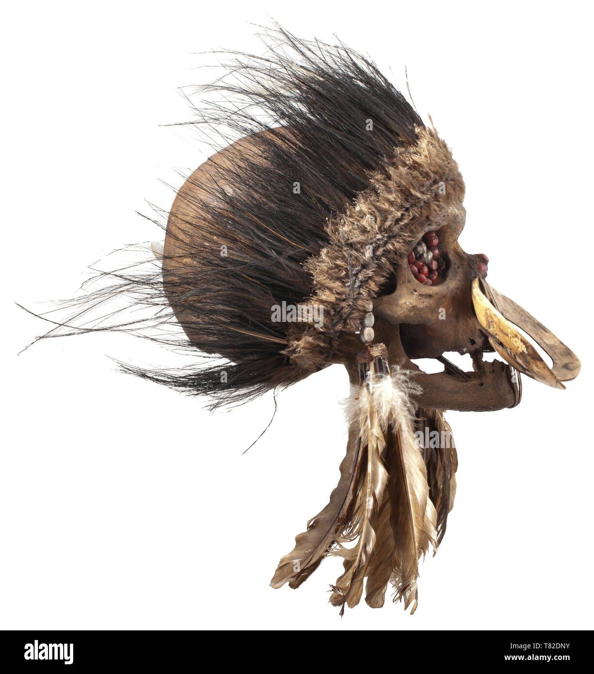 Un antenato del cranio del popolo Asmat, Papua Nuova Guinea scuro patinato cranio di un uomo vecchio, la ganascia tenuto in posizione da tessuti rattan bande attraverso il naso di apertura e dalla corda di incarti nel giunto. L'occhio prese e osso nasale riempita con una massa scura contenente semi colorati. Naso espansiva decorazione realizzata da un guscio di lumaca. Riccamente intrecciata di acconciatura di vari le penne degli uccelli. Tracce di età. Altezza 18 cm. I teschi di pregiati antenati, i cosiddetti 'ndambirkus', sono state oggetto di venerazione. Essi erano riccamente decorate e mantenuti in un saf, Additional-Rights-Clearance-Info-Not-Available Foto Stock Un antenato del cranio del popolo Asmat, Papua Nuova Guinea scuro patinato cranio di un uomo vecchio, la ganascia tenuto in posizione da tessuti rattan bande attraverso il naso di apertura e dalla corda di incarti nel giunto. L'occhio prese e osso nasale riempita con una massa scura contenente semi colorati. Naso espansiva decorazione realizzata da un guscio di lumaca. Riccamente intrecciata di acconciatura di vari le penne degli uccelli. Tracce di età. Altezza 18 cm. I teschi di pregiati antenati, i cosiddetti 'ndambirkus', sono state oggetto di venerazione. Essi erano riccamente decorate e mantenuti in un saf, Additional-Rights-Clearance-Info-Not-Available Foto Stock