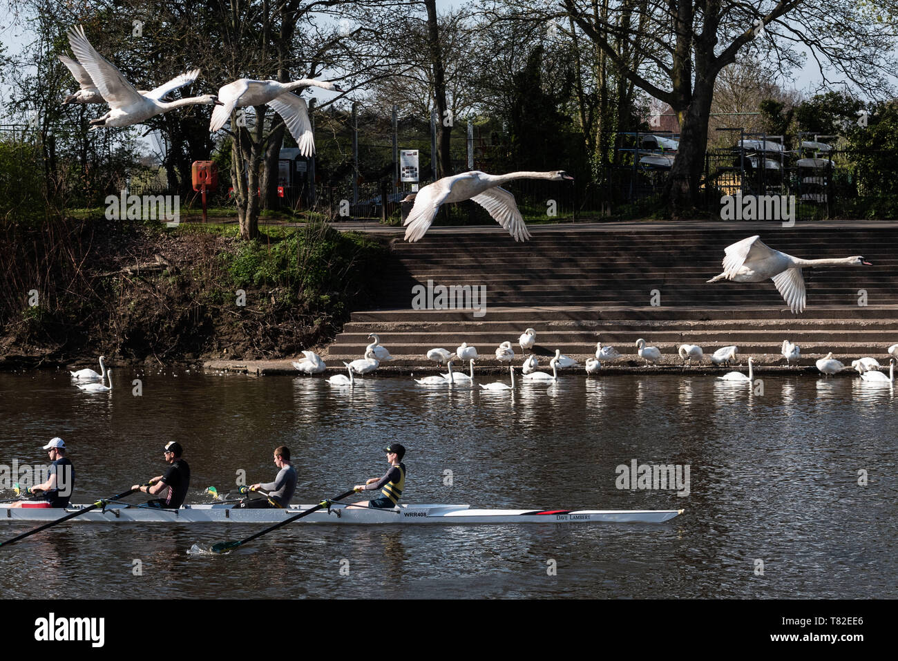 Worcester, Worcestershire, Regno Unito. Il 12 aprile 2019. Cigni raccogliere sul fiume Severn vicino alla cattedrale di Worcester. Nella foto: Cigni volare oltre i rematori Foto Stock