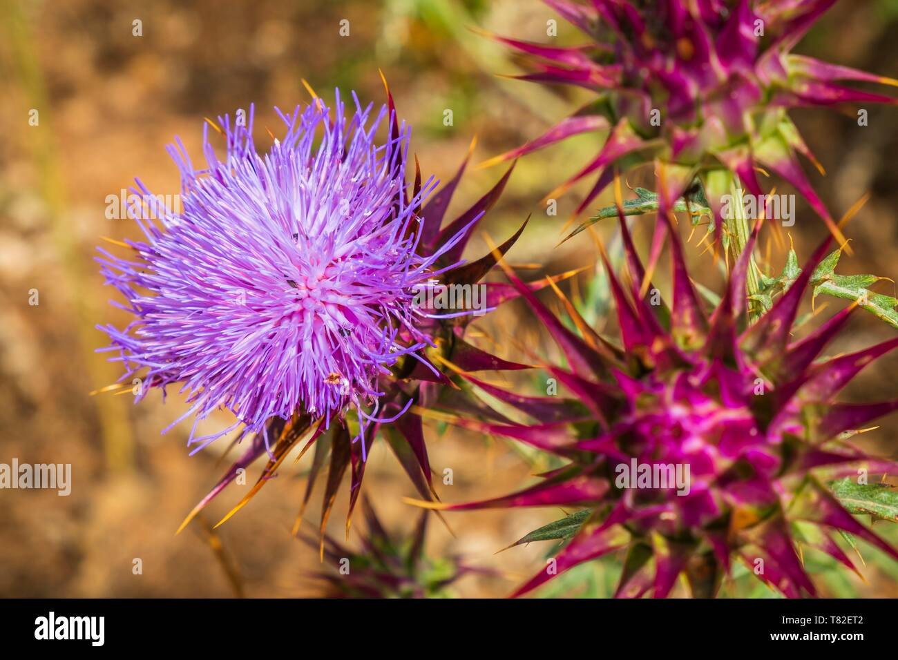 Il Portogallo, regione Alentejo, l'escursione Rota Vicentina tra Cercal e Vale Seco sul percorso storico (GR 11), flora Foto Stock