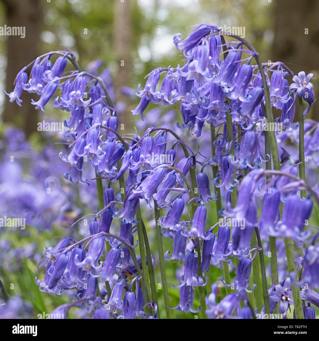 Tappeto di Bluebells in primavera Foto Stock