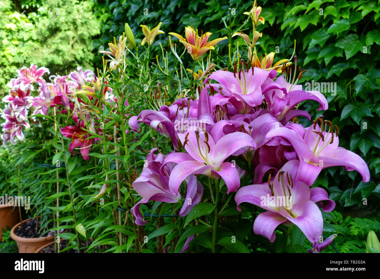 Il Lilium oriental pot, gigli orientali giardino, Oriental lily in vasi Foto Stock