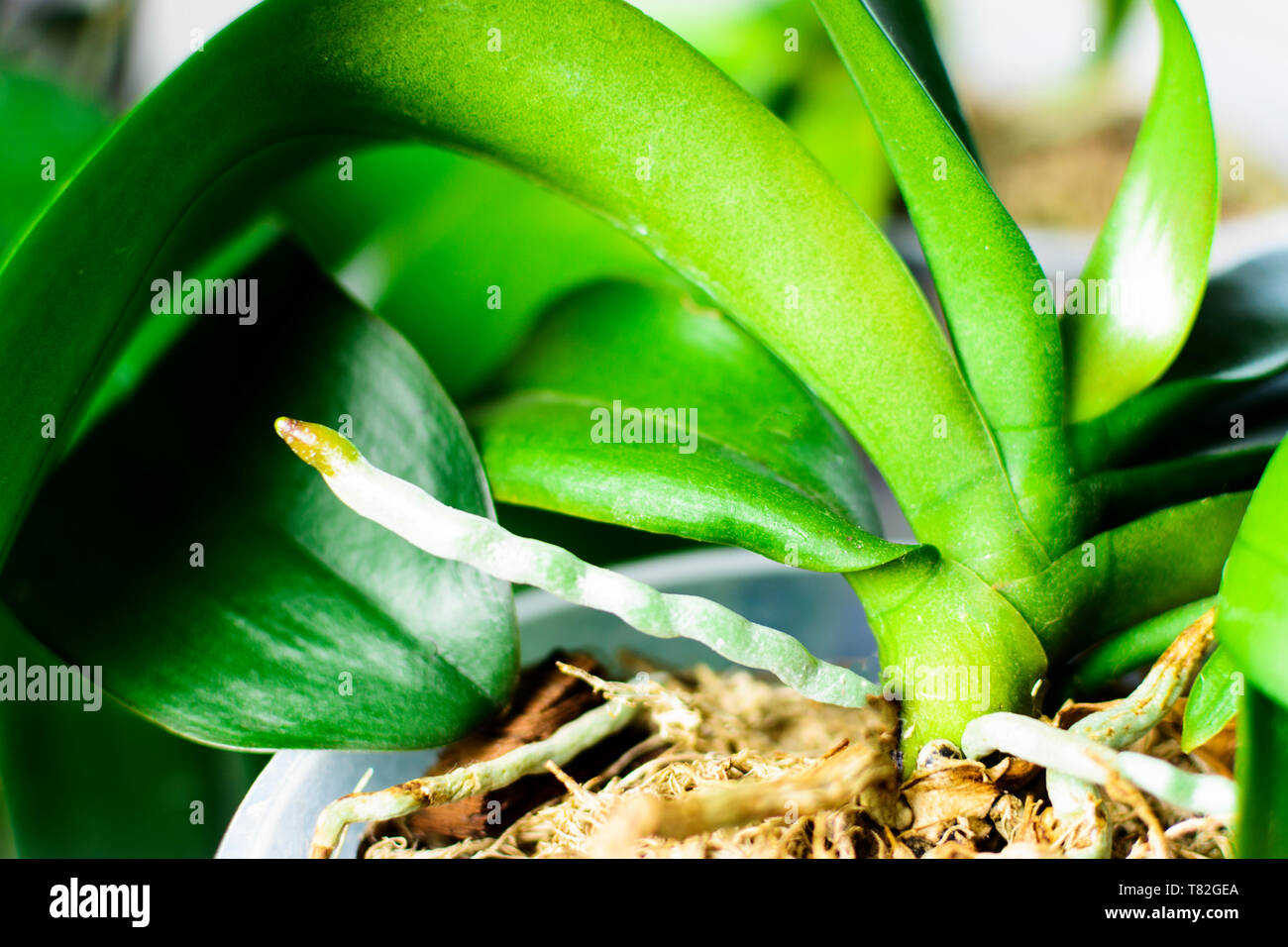 Orchid cresce nuovi giovani radici. Close up radici nella fase attiva di crescita Foto Stock