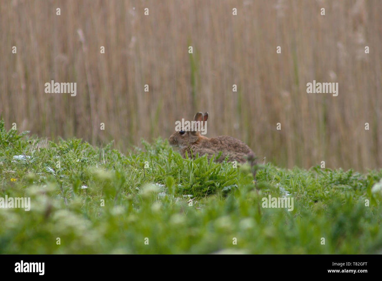 Unione coniglio selvatico (Lepus cuniculus) seduto in erba alta su un prato in Sud Inghilterra. Messa a fuoco selettiva. Foto Stock