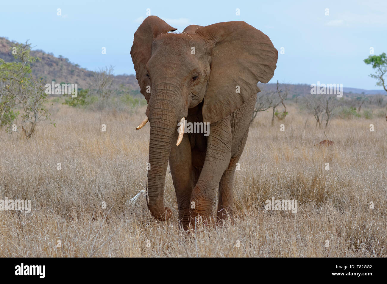 Bush africano Elefante africano (Loxodonta africana) alimentazione di mucca su erba secca, un airone guardabuoi (Bubulcus ibis) in piedi al suo fianco,Kruger NP,Sud Africa,Africa Foto Stock