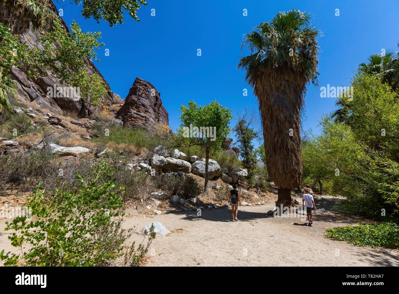 Gli Stati Uniti, California, vicino a Palm Springs il Agua Caliente-Indian Canyon National Park, con i suoi numerosi canyons che irrigano la vegetazione Foto Stock