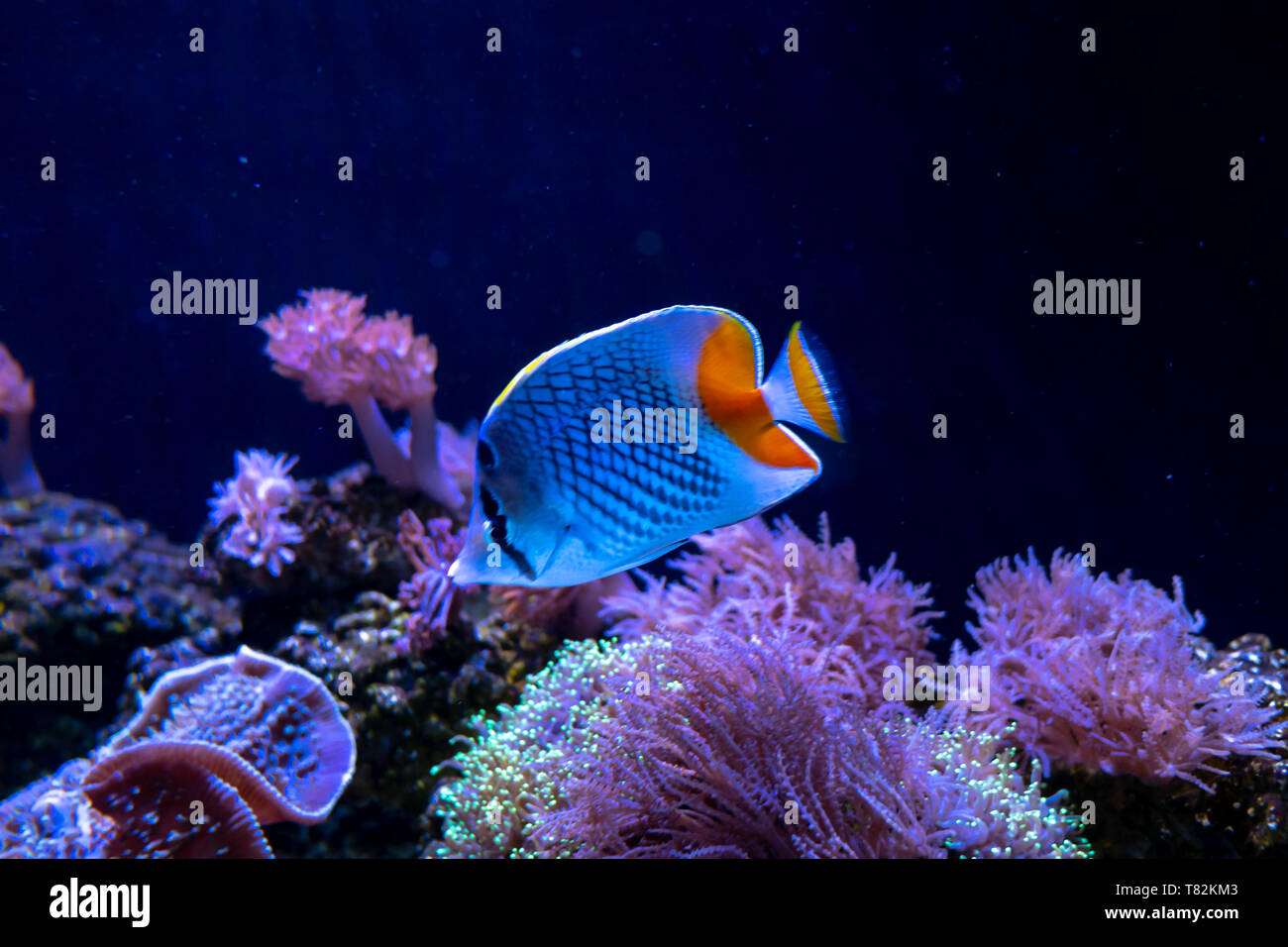 Bel pesce in acquario sulla decorazione di piante acquatiche sfondo. Un pesci colorati pesci nel serbatoio. Foto Stock