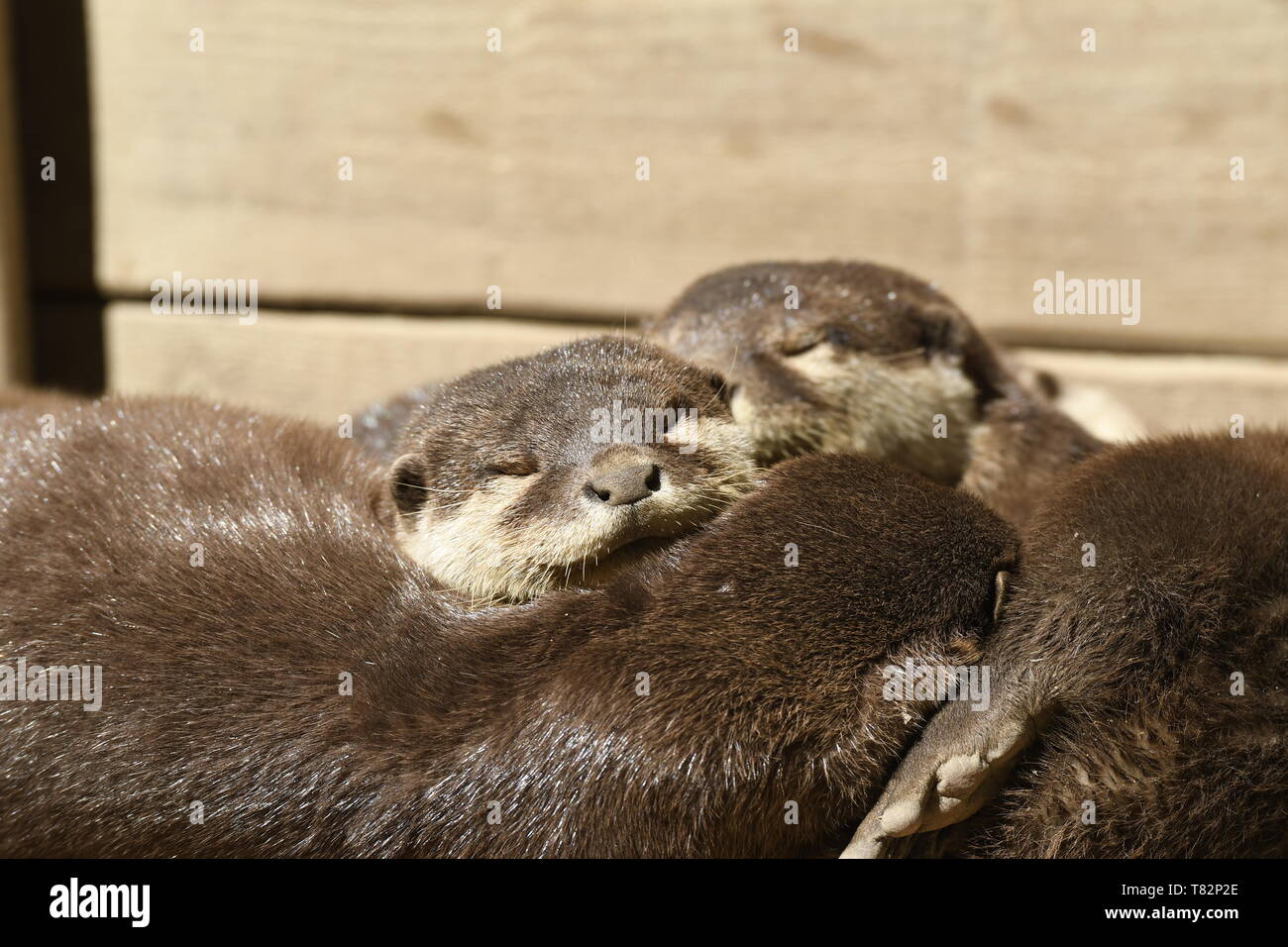 Lontre dormire in un zoo in Italia Foto Stock